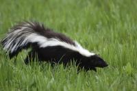 SKUNKS In Colorado, skunks cannot be relocated or removed from your own property.