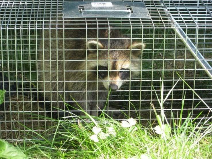 Other Harvestable Wildlife Property owners can: Live trap, or destroy without