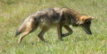 Coyote Weights in Nova Scotia (1990s) Average size of 15kg (34 lbs) Males can reach more