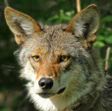 Coyote Territories 24 48 km 2 (9 19 mi 2 ) in Nova Scotia Can travel an average of 20 km/day (12.