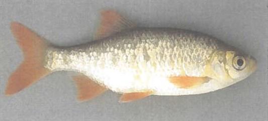 P a g e 4 Rudd R u d d ( S c a r d i n i u s erythrophthalmus ) is a European member of the minnow family that has been introduced to many parts of North America.