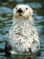 The Otter Project & MPA Watch More Than a Cute Face How do otters keep warm in our cold