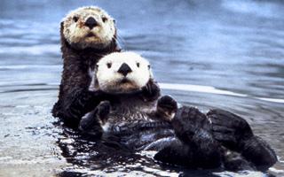 Adult sea otters typically weigh between 14 and 45 kg (30 to 100 lb), making them the heaviest members of the weasel family, but among the smallest marine mammals.