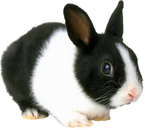 Bunny Problem New Mystery Question! In 1859, an Australian farmer released 24 wild European rabbits from England on his ranch.