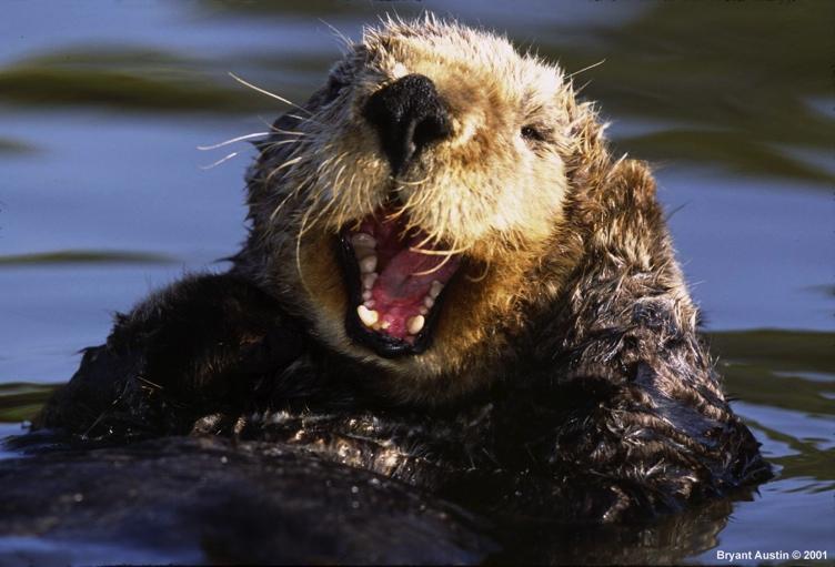 Sea otters and kelp forests + - James A.