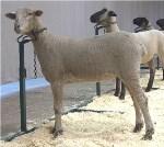 Work Day at Fairgrounds June 10, - 10:00 a.m. Sheep Shearing & Tagging June 17 The first county wide work day at the Fairgrounds will be June 10 beginning at 10:00.