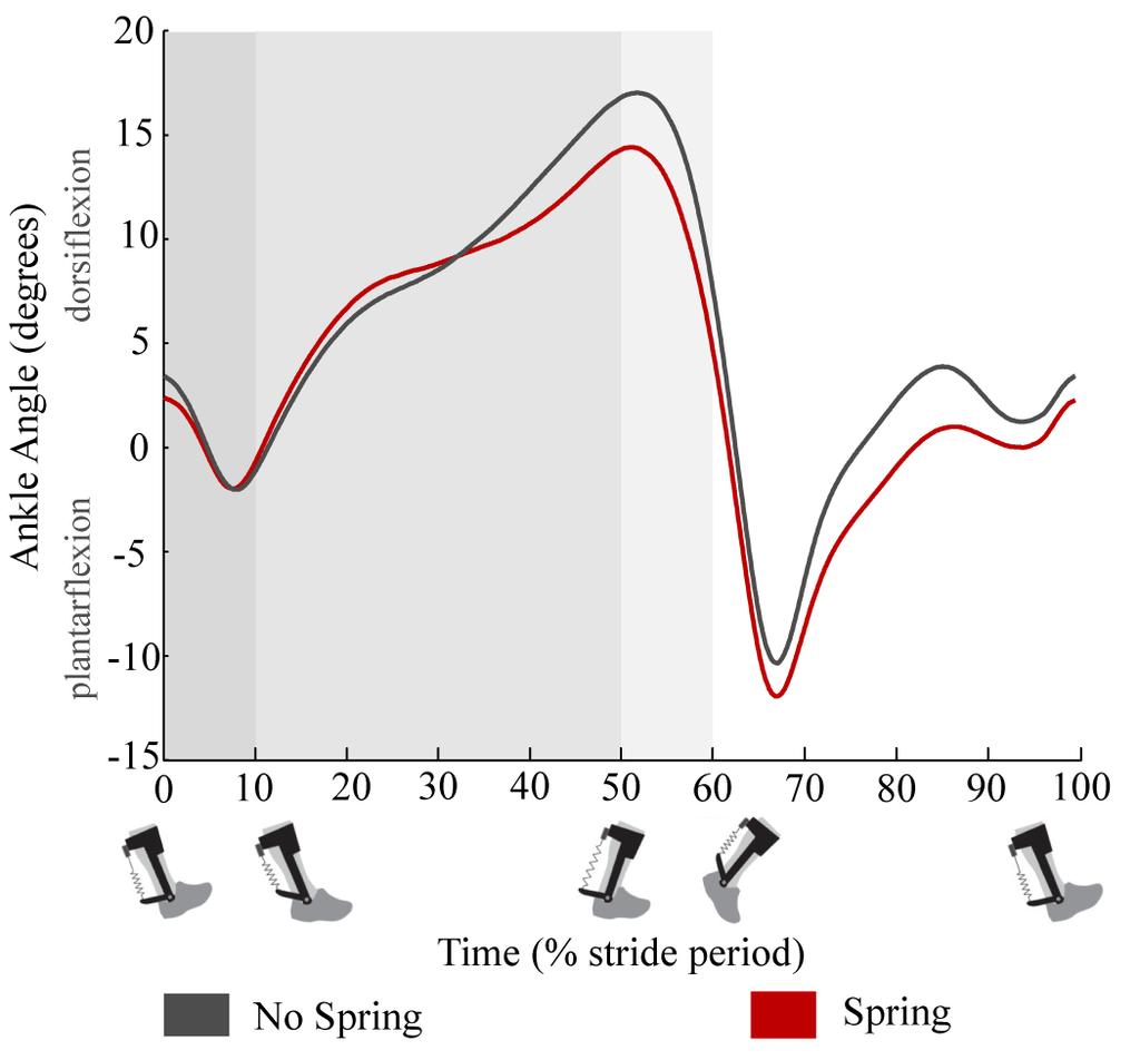 phase is increased for the spring condition. This leaves the ankle in a generally more plantarflexed position for most of stride. Figure 3.3: Altered ankle kinematics 3.