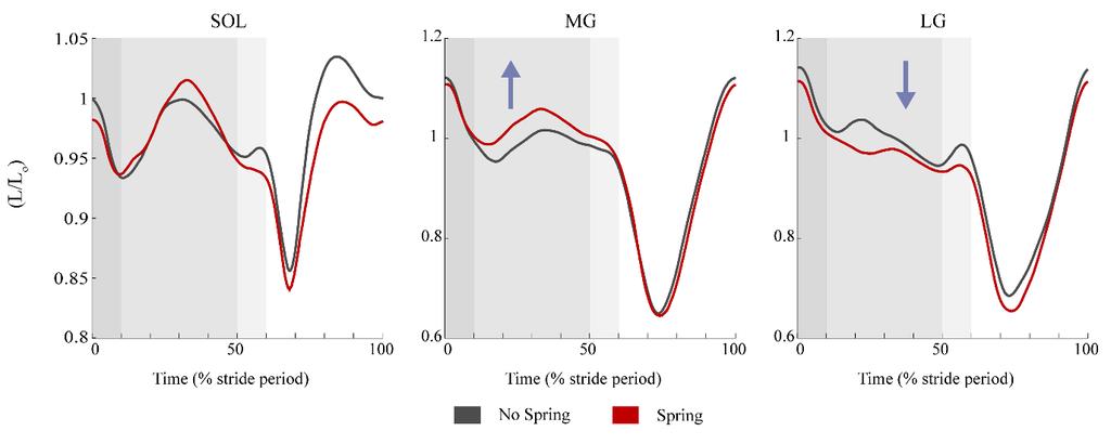 (Fig 3.7). During mid stance, average fiber length of the SOL was increased by 0.7% but was decreased by 1.5% during late stance. The MG operated at 2.