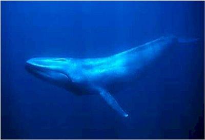Baleen whales are generally larger than toothed whales and