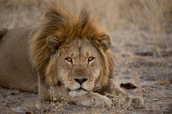 Curtailing Human Lion Conflict and Restoring Lion Populations in Zambezi,