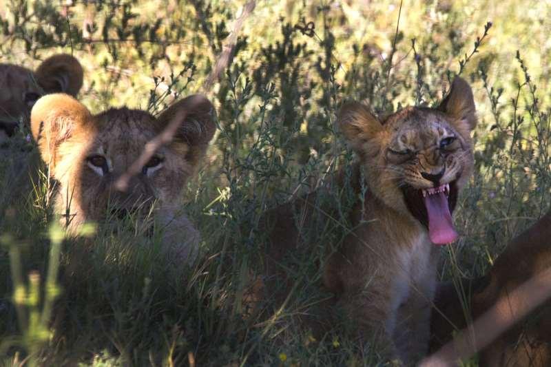 INTRODUCTION Through a generous grant from the Zoos Victoria International Grants Program received last March, Panthera has advanced efforts in the Zambezi region of Namibia to curtail human lion