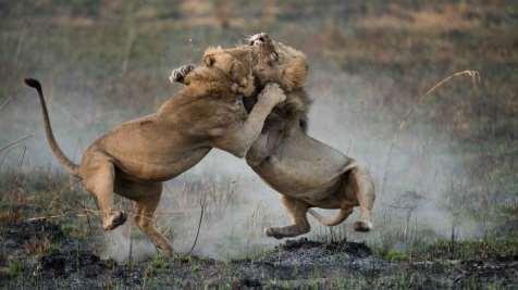 The large number of lions killed in Nkasa Rupara National Park in response to predation has resulted in social disruption and aggression between the remaining lions. Progress Against Activities 1.