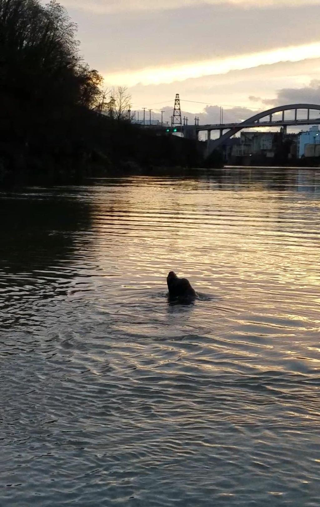 Effects of sea lion predation on Willamette River winter steelhead viability