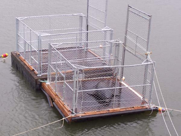 Trapping (ODFW and WDFW) Up to 4 floating traps ODFW and WDFW Located near corner collector outfall at PH2, old Navigation Lock, forebay (C697), Astoria 3 Objectives: Remove Calif.