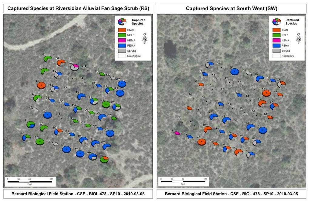 Fig. 3. Locations of captures of rodents at trap stations on RS (left) and SW (right) trapping grids from 3-5 March 2010.