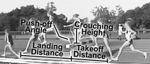 Steeplechase water-jump technique 219 Figure 2. Some of the measured characteristics.