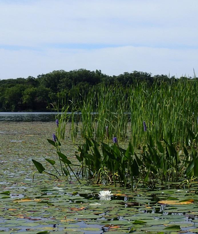 BIG MARINE LAKE, WASHINGTON COUNTY: 2017 AQUATIC VEGETATION REPORT Report by the Invasive Species Program Division of Ecological and Water Resources Minnesota Department of Natural Resources Lake: