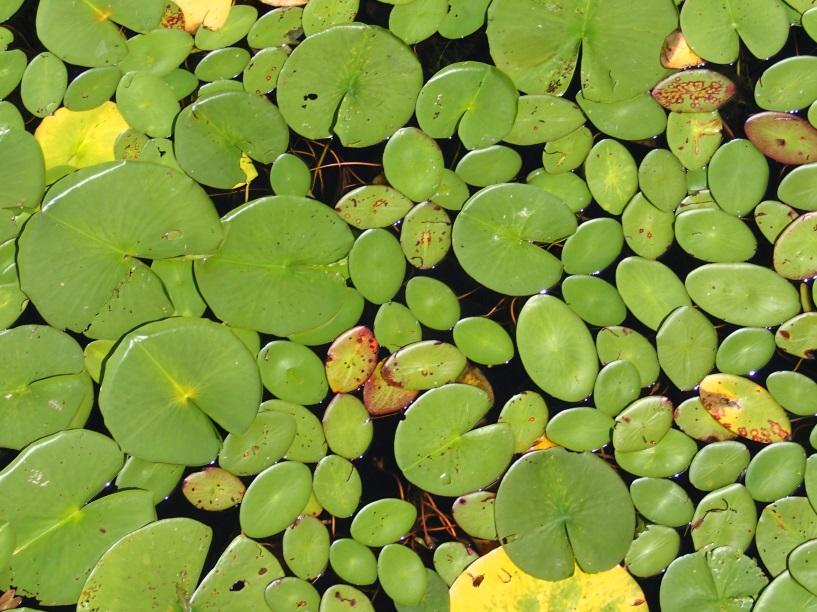 Photos of floating native plant species Watershield