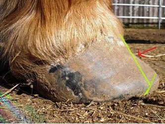 The Realigning Horse Hoof Trim Dr Kellon 3 Note that Dr Kellon states: This does not mean to rasp and this thin the wall all the way up for alignment with the higher wall Start with backing the toe