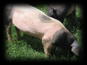 SWINE RULES Swine Dates: Friday, September 14, 2018 Entry Forms due to fair office by 5:00pm Saturday, October 13, 2018 Initial Swine Tag-In 8:00am-10:00am Saturday, February 9, 2019 Final Swine