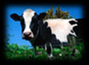 DAIRY HEIFER RULES Dairy Dates: Friday, December 7, 2018 Entry Forms (dairy heifer) due to the fair office by 5:00pm Friday, February 8, 2019 Dairy Entries/Weigh-In 11:00am-7:00pm Tuesday, February