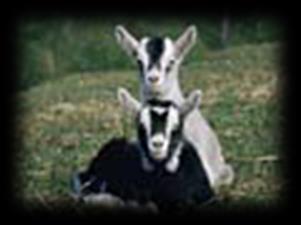 GOAT RULES Goat Dates: Friday, December 7, 2018 Friday, February 8, 2019 Thursday, February 14, 2019 Entry Forms (goat) due to the fair office by 5:00pm Goat Entries 11:00am-7:00pm Goat Show 7:00pm