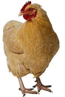 POULTRY RULES Friday, December 7, 2018 Friday, February 8, 2019 Saturday, February 9, 2019 Entry Forms due to the fair office by 5:00pm Poultry Entries 11:00am-7:00pm Poultry Show 3:00pm Rules: 1.
