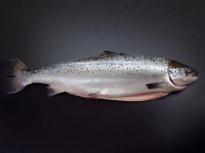 Tilapia Pacific Salmon Sea Trout Atlantic Salmon Focus in Diversification for Success Main