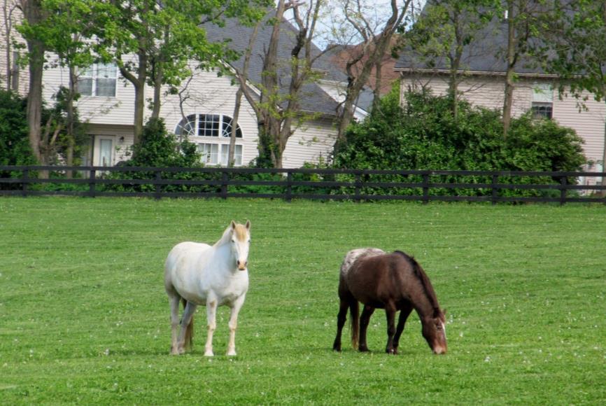 help communities understand the implications of planning, zoning and local taxation decisions on horse properties and horse businesses PLANNING FOR HORSES IN YOUR