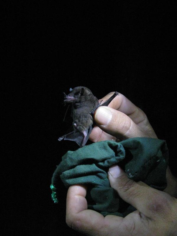 Dark long- tongued bat, Tirimbina. Northern raccoon, Tirimbina.