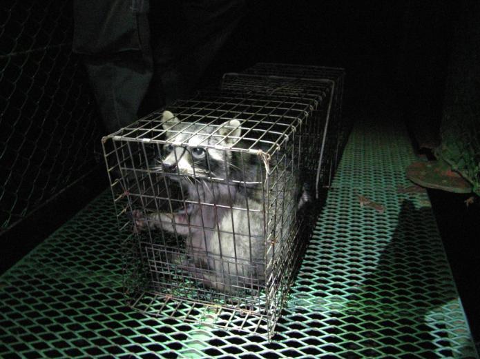It turned out the same Northern raccoon was in the same trap again, but all the others were empty.
