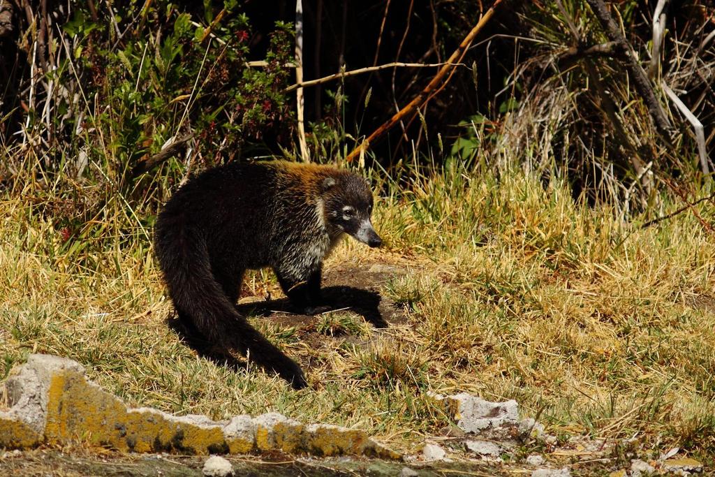 White- nosed coati, Volcan Irazú. Tuesday February 11 th 2014 We were picked up pretty early, and headed for the Carribean coast. To end our holiday in style, we trip.
