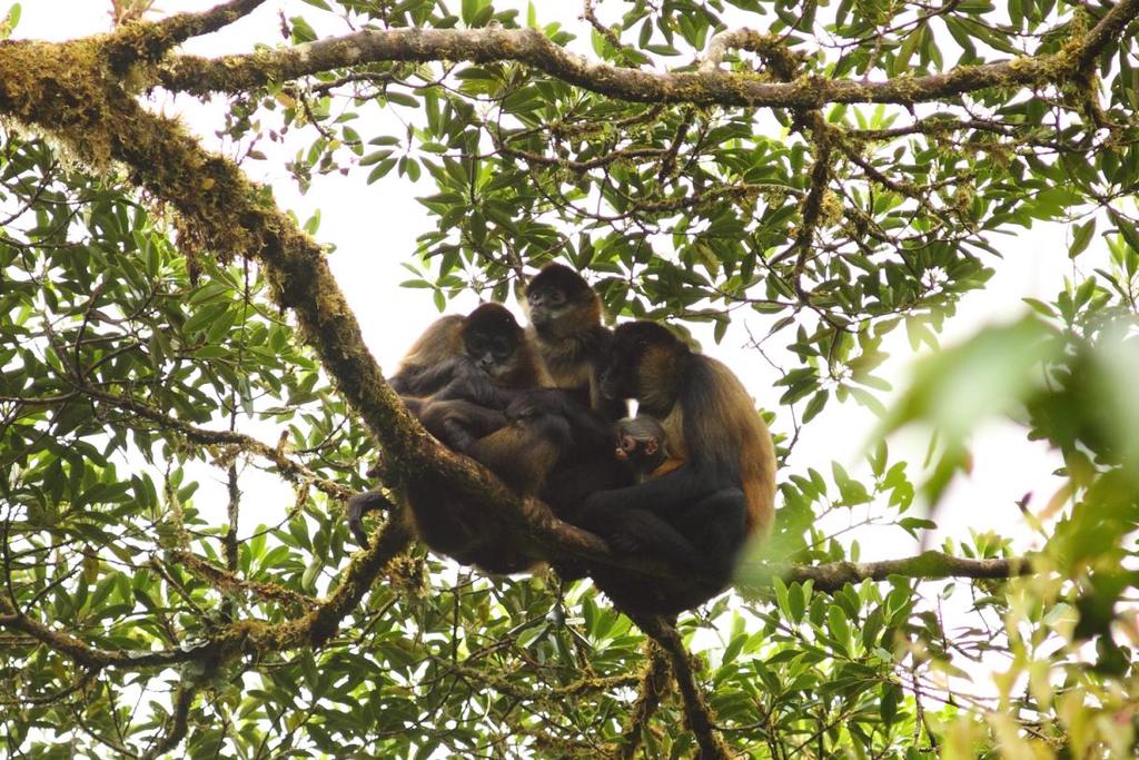 14. Central American spider monkey group), and a few sightings at Tortuguero. Central American spider monkeys, Reserva Biólogica Bosque Nuboso Santa Elena. 15.