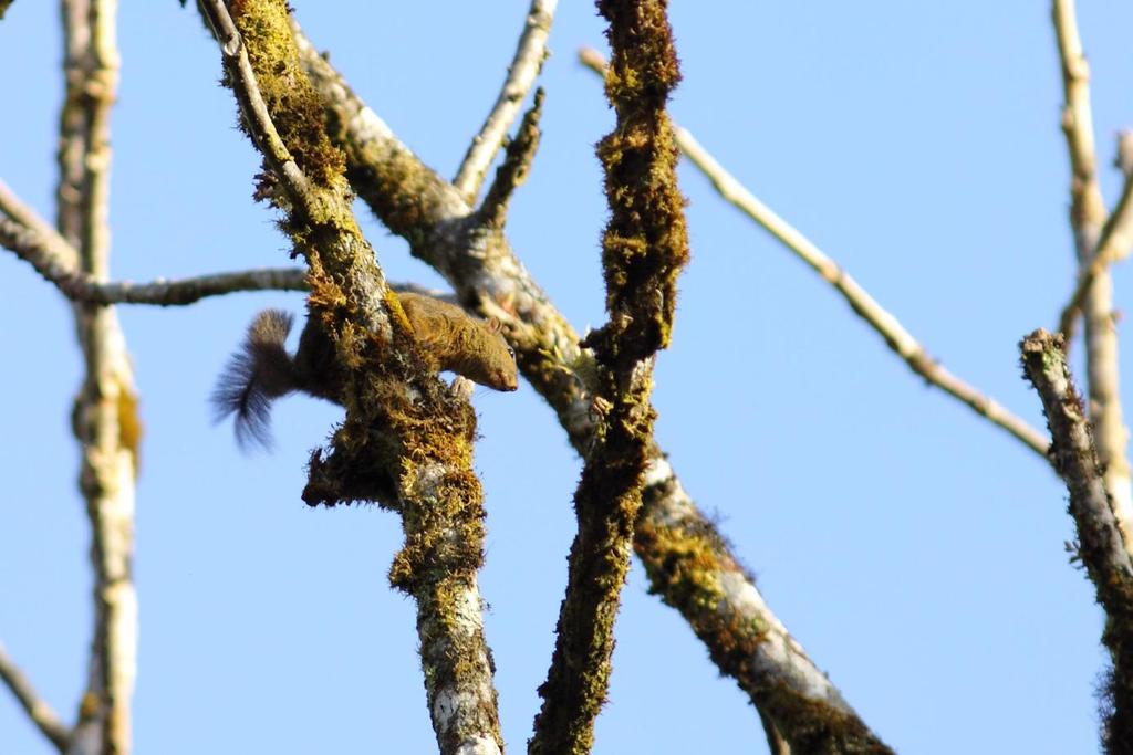 Red- tailed squirrel, Monteverde. After breakfast we left and headed in the direction of Tirimbina.