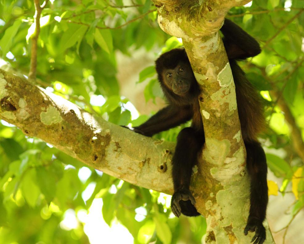 Mantled howler monkey, on the road from Monteverde to Tirimbina.