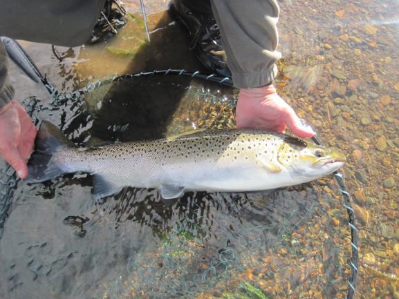 While still to be finalised the reported rod catch on the Moy is up on that of 2011 at around the 9000 mark this also held true for the Mount Falcon Fishery that finished on 715 fish up by 100 on