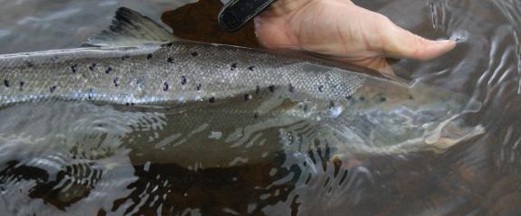 An early spring (May) fish being played by Jamie Ryan Erriff Beat 8 From opening day to closing day good fishing was enjoyed on both the Erriff and Owenduff by those lucky enough to be there as the