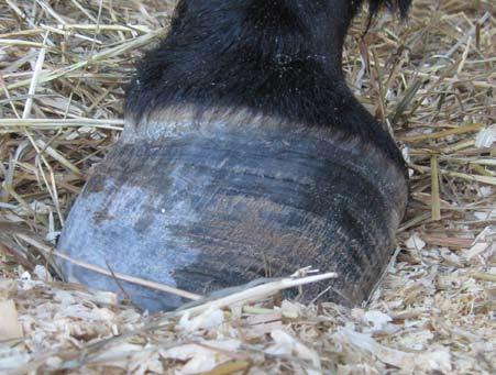 lateral hoof wall