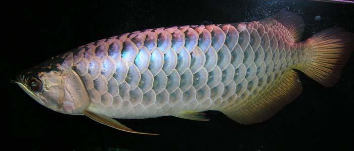 ASIAN AROWANA (Scleropages formosus) The body of the Asian