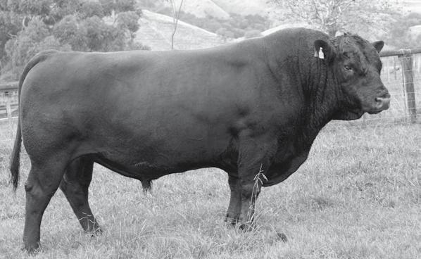 available September 2015 An outstanding bull who