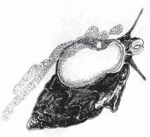 The hard operculum covers most soft tissue of the foot exposed to a predator when the snail has retracted into its shell.
