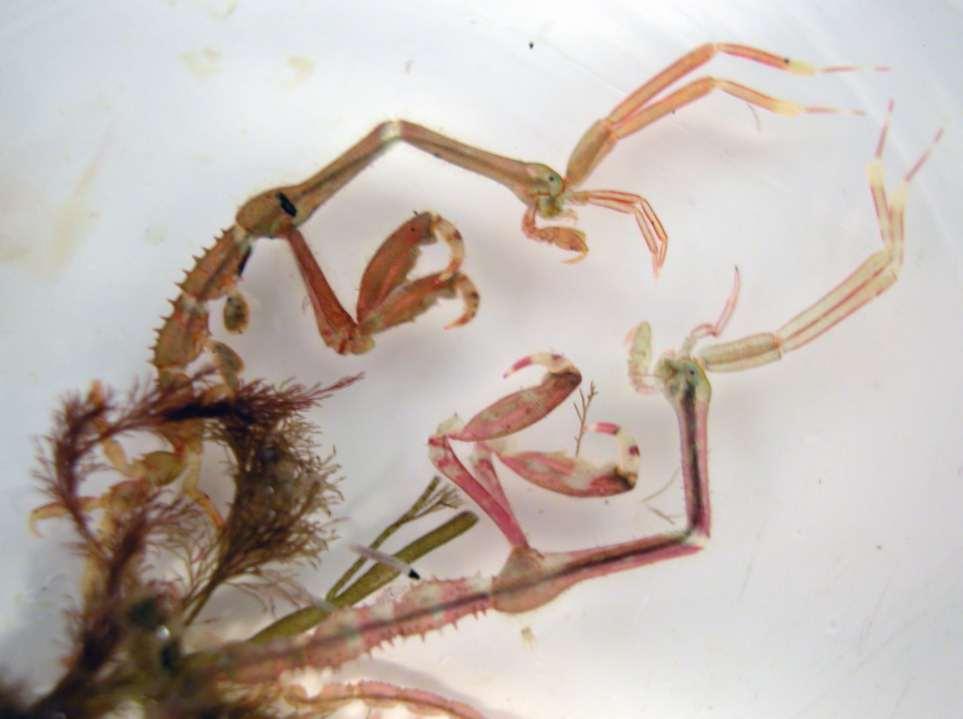 Japanese Skeleton Shrimp (Caprella mutica) E.