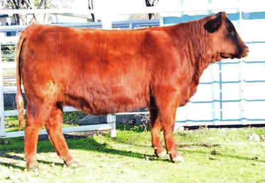 YOUNG 09 RED RINGSTEAD MS EQUAL 589P RED SSS YUKON 440K RED SSS MISS EQUAL 495G RED BRYLOR/WSP KARWEIK WSF MS YANKEE 13T 12W FINE LINE YANKEE 13T RED NORTHLINE ROB ROY 122K RED DMM MISS ESSENCE 58M