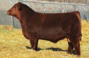 204D & 205D have the muscle, the capacity and the style and feminie features to be front end and front pasture females for their new owners.