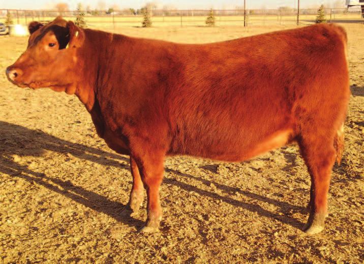 High Bar Stony 54E 10 After 6 years of building our program we thought long and hard about what to debut with in Denver. Here is a heifer that we are really proud to offer!