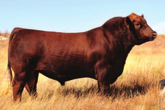C-Bar-RJ Genesis A31 Sire of 15 TWG Tommy Jack 166A Sire of 16 EMBRYO PACKAGE 1628423 1602873 15 C-BAR EVOLUTION 107Y TR COLT 45 UT806 C-BAR-RJ GENESIS A31 LGS ABBY 689S C-BAR ABIGRACE W91 5L