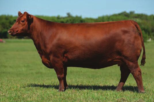 cattle with added power, stoutness, and structural correctness, without sacrificing the quality look of balance from the profile.