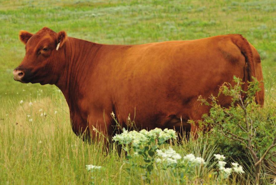 C-Bar Abigrace 209Z Dam of 17 EMBRYO PACKAGE A. B. C. 17 A, B, C Master Choice of Sires: A. LSF MEW PLATINUM 5660C (#1751232) B.