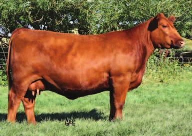 The progeny of Bayberry 704T sold to date have averaged over $10,000. The next great one could certainly be in this embryo package sired by Signature.