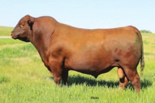 Red McRae s Reba 49W Dam of 22 and Maternal Granddam of 24 EMBRYO PACKAGE Bieber Let s Roll B563 Choice Sire of 22 A B 22 A, B Master Choice of Sires: A. BIEBER LET S ROLL B563 (#1694879) B.